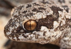Pachydactylus maculatus