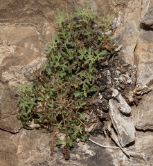 Perityle staurophylla