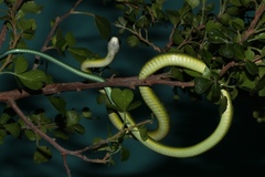 Philothamnus occidentalis