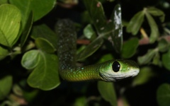 Philothamnus occidentalis