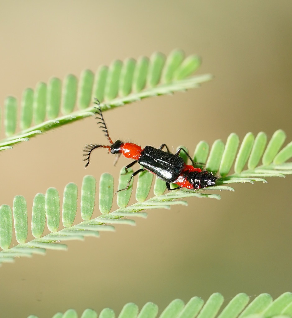 Balanophorus victoriensis