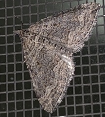 Perizoma custodiata