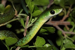 Philothamnus occidentalis