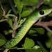 Western Natal Green Snake - Photo (c) Alex Rebelo, some rights reserved (CC BY-NC), uploaded by Alex Rebelo