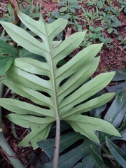 Philodendron mayoi
