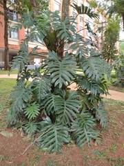 Philodendron mayoi