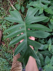Philodendron mayoi