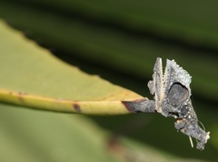 Bradypodion ventrale