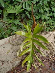 Philodendron mayoi