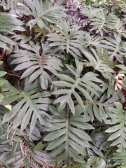 Philodendron mayoi