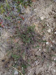 Chaerophyllum novae-zelandiae