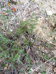 Chaerophyllum novae-zelandiae
