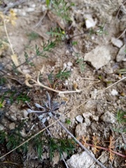 Chaerophyllum novae-zelandiae