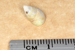 Phasianotrochus irisodontes