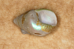 Phasianotrochus irisodontes