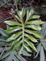 Philodendron mayoi