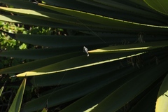 Bradypodion ventrale