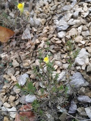 Linaria supina