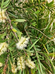 Melaleuca cajuputi