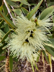 Melaleuca cajuputi