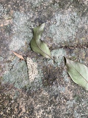 Ophthalmitis herbidaria