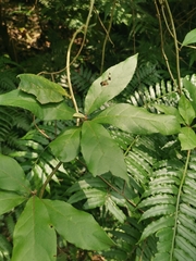 Decaneuropsis gratiosa