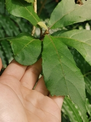 Decaneuropsis gratiosa