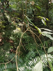 Decaneuropsis gratiosa