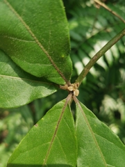 Decaneuropsis gratiosa