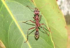 Myrmecia comata