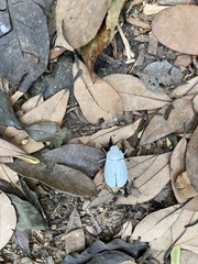 Cyphochilus apicalis