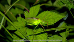 Kuwayamaea brachyptera