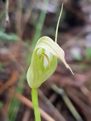 Pterostylis acuminata
