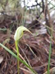 Pterostylis acuminata