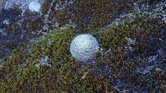 Mammillaria haageana haageana