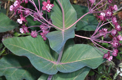 Asclepias cordifolia