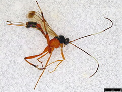 Leptobatopsis mesominiata