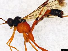 Leptobatopsis mesominiata