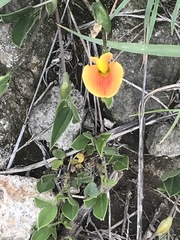 Zornia thymifolia