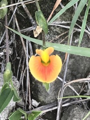 Zornia thymifolia