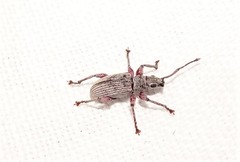 Myllocerina