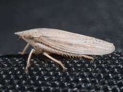 Prairiana