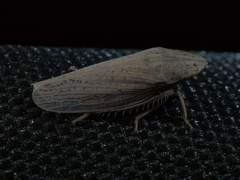 Prairiana