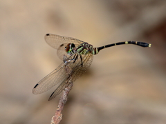 Nannophlebia eludens