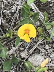 Zornia thymifolia