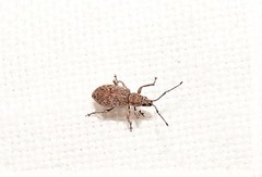 Myllocerina