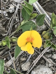 Zornia thymifolia