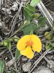 Zornia thymifolia