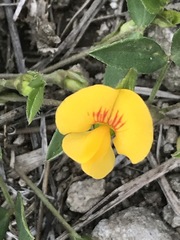 Zornia thymifolia
