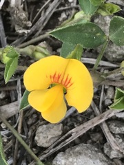 Zornia thymifolia